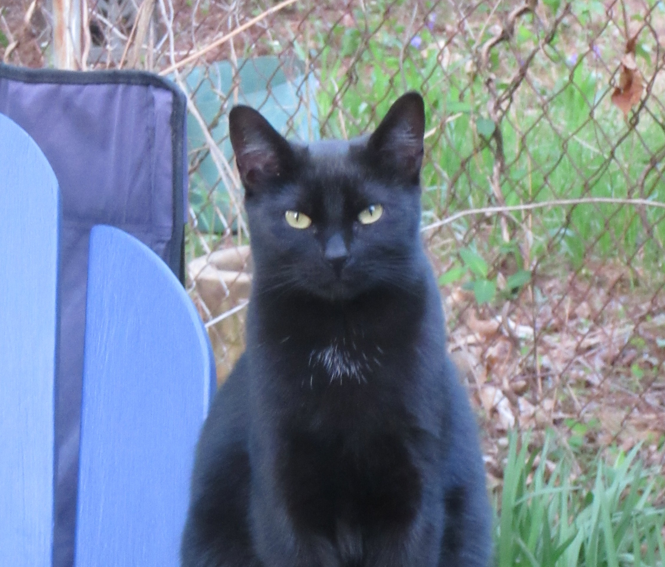 Bagheera from Kingston - Lost Pets of The Hudson Valley