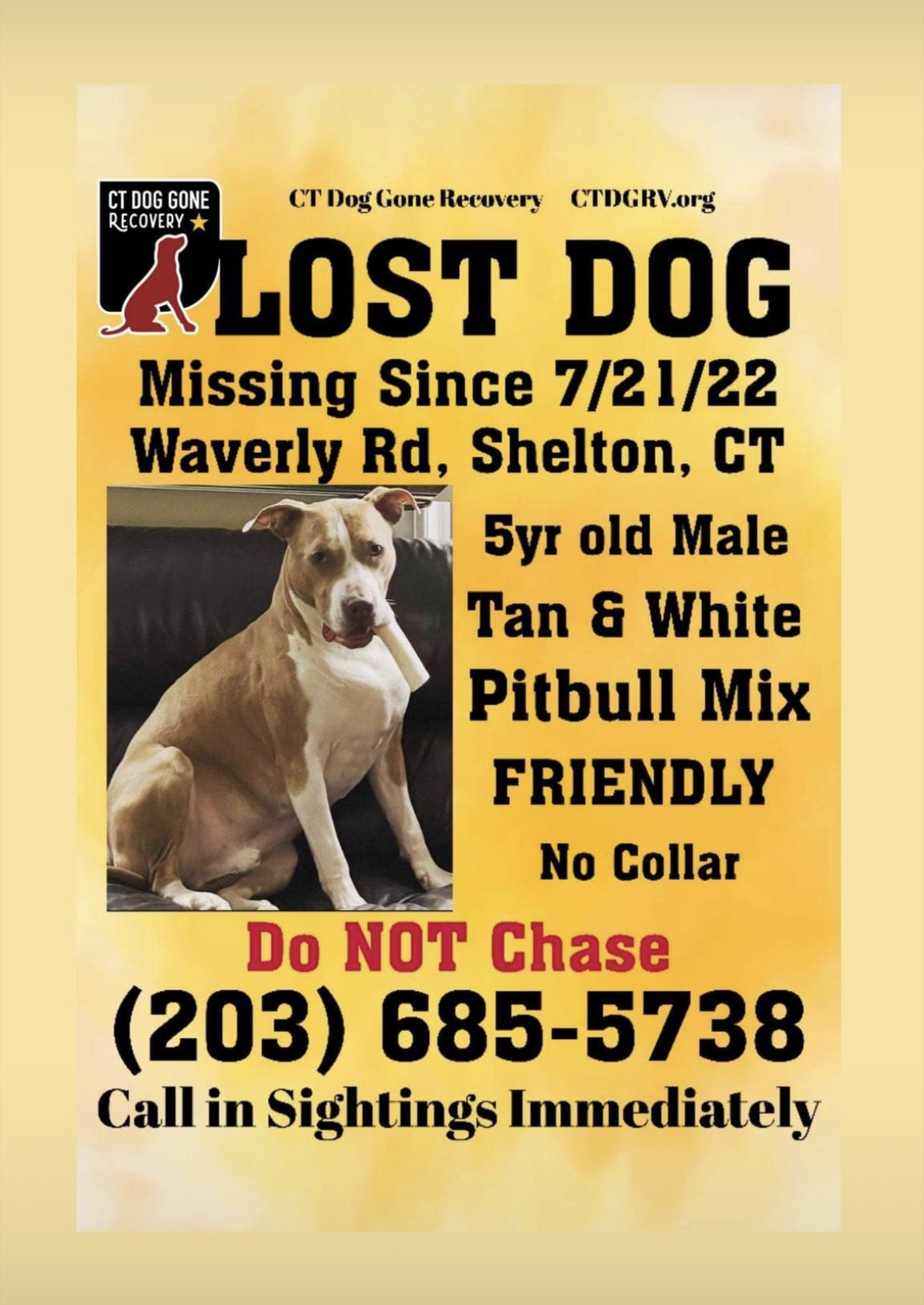 Louie from Shelton, CT (❤️ Sponsored by Ulster Savings Bank) - Lost Pets of  The Hudson Valley