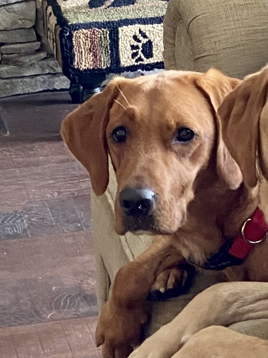 Birdie from Chester ( ️ Sponsored by Ulster Savings Bank) - Lost Pets