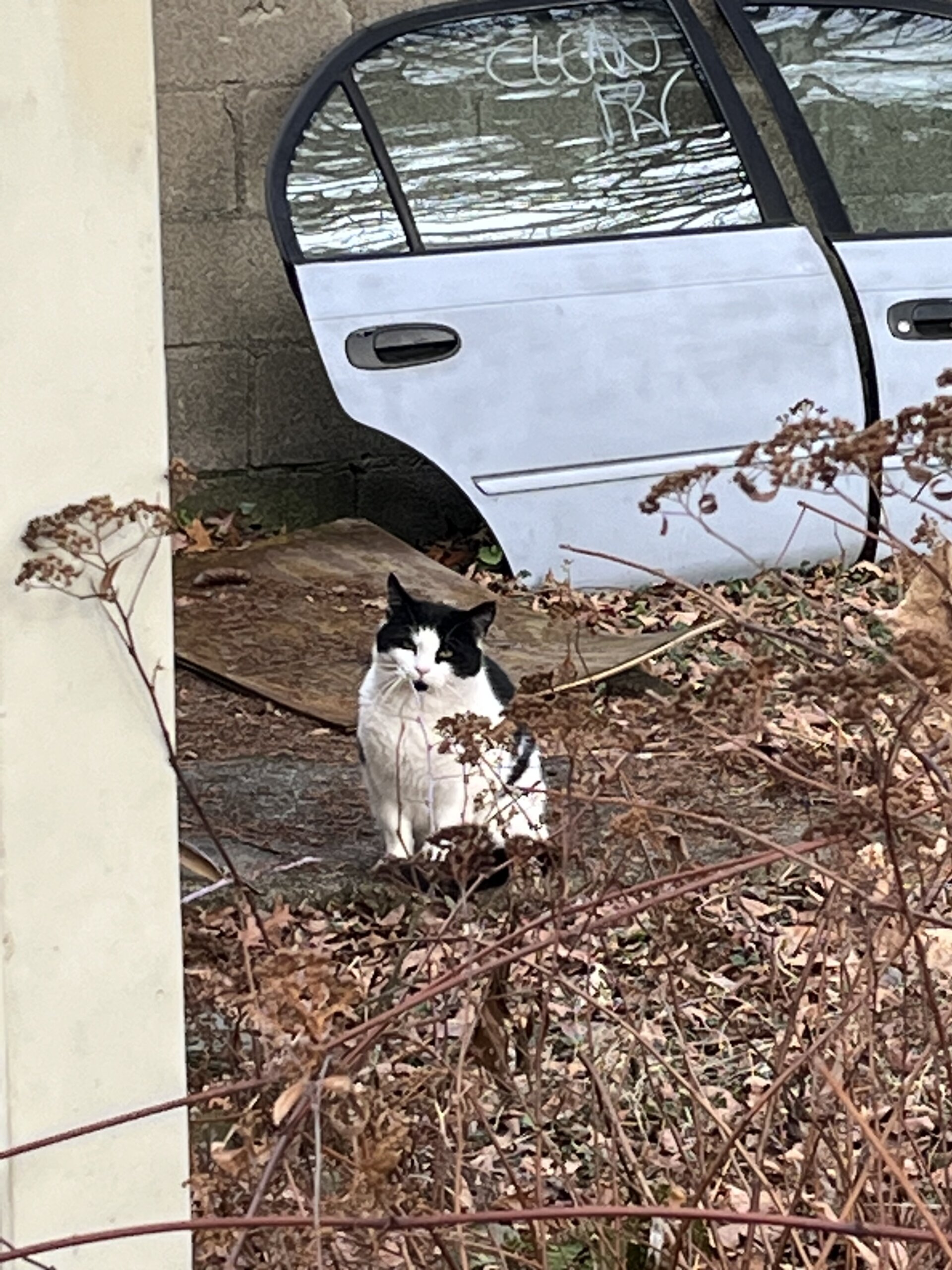 Found in Plattekill ( ️ Sponsored by Ulster Savings Bank) - Lost Pets