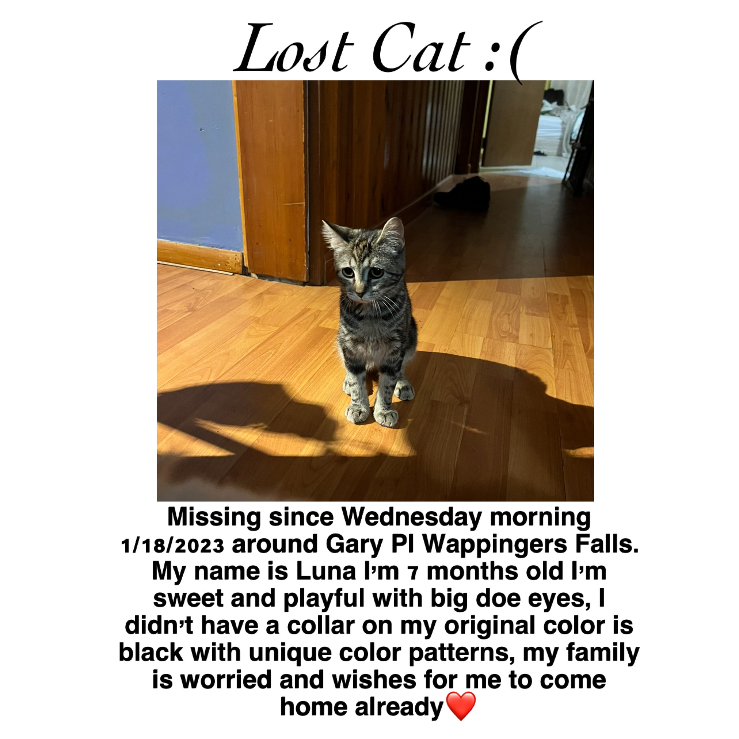 Luna from Wappingers Falls ( ️ Sponsored by Ulster Savings Bank) - Lost