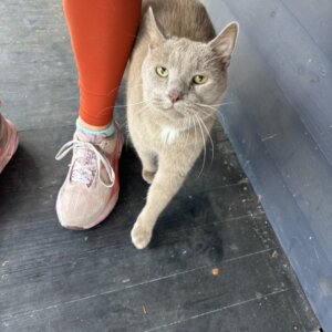 Gray-Kitty